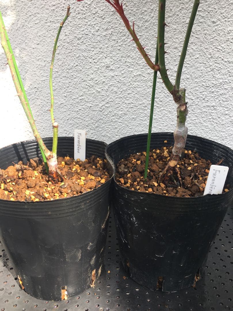 ひろココさま ご確認用 バラ苗木