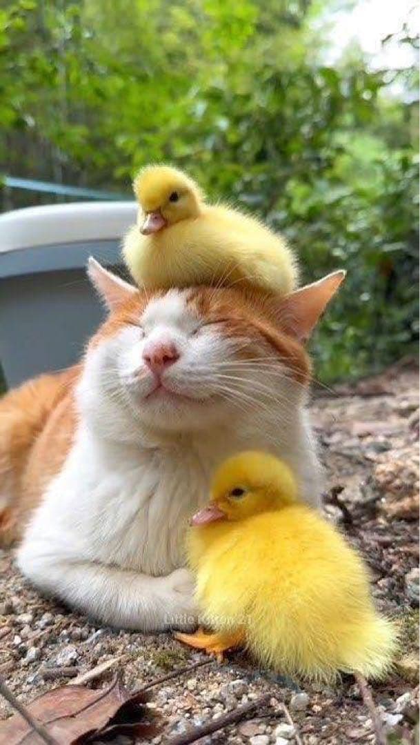 ロシア雑貨☆イースターエッグ Cat猫オーナメント 『ヒヨコ』マトリョーシカ