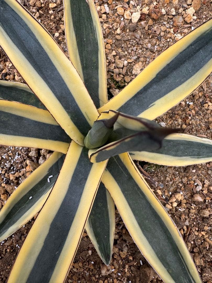 フラワー・ガーデニング Agave Sharkskin Great White Shark 65