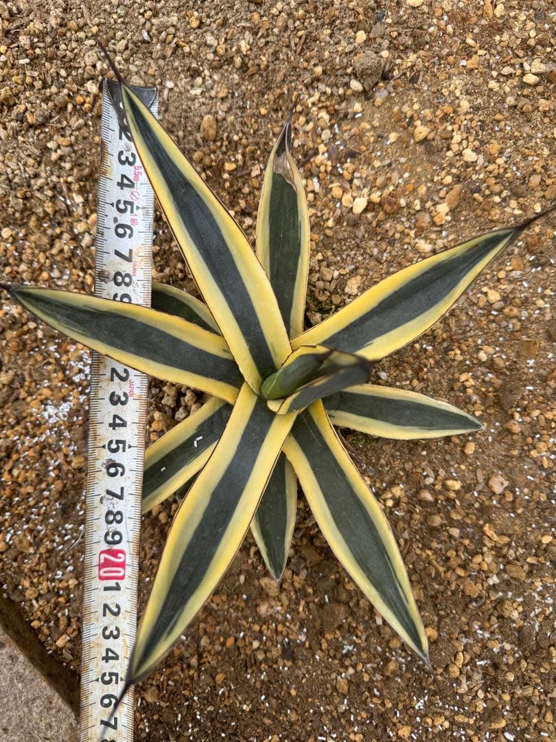 フラワー・ガーデニング Agave Sharkskin Great White Shark 65