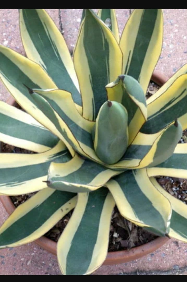 フラワー・ガーデニング Agave Sharkskin Great White Shark 65