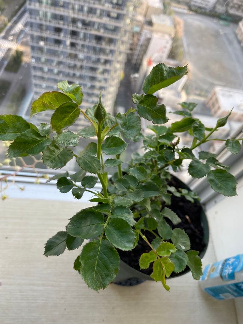 期間限定セール！１株限定！接木株　二年生株　廃盤のバラ苗