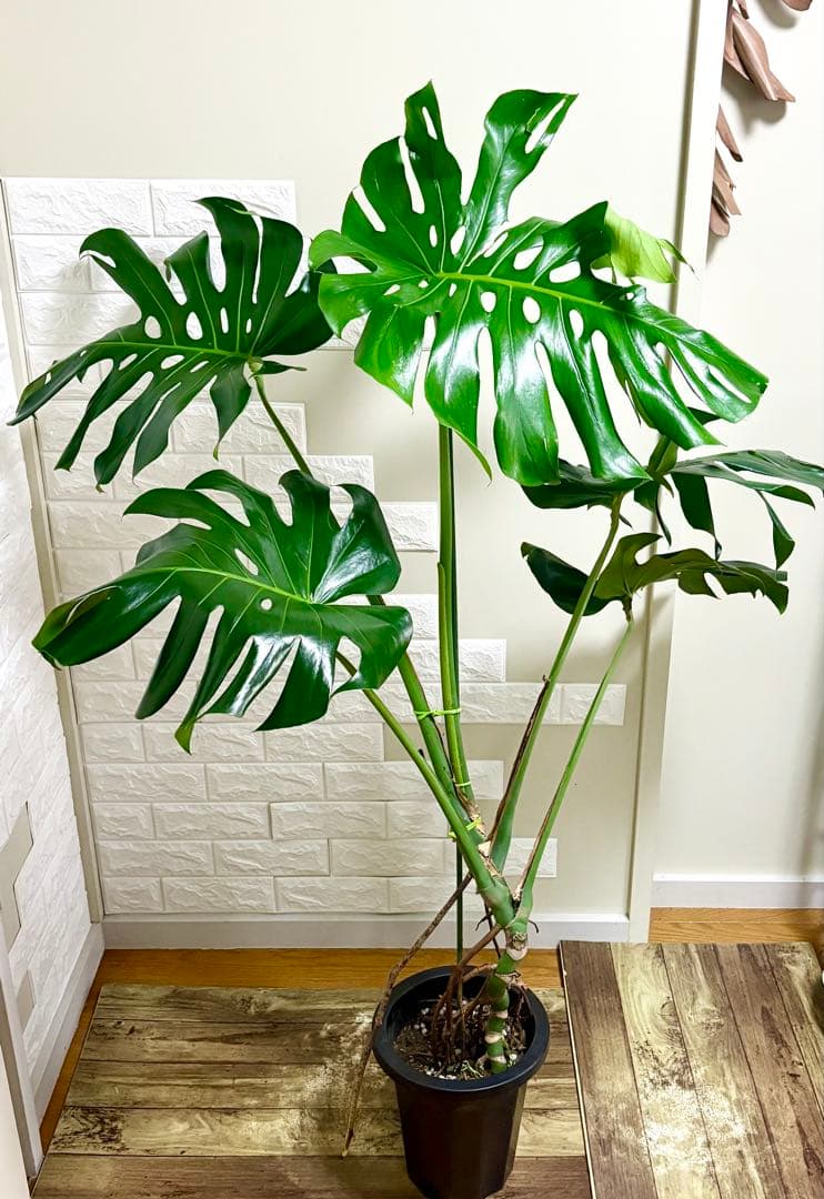 モンステラ⭐️根上がり⭐️特大サイズ　観葉植物