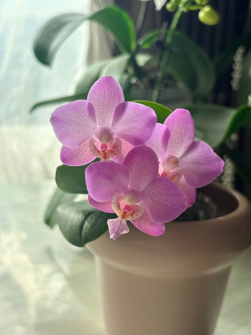 レア！強香原種交配種【ギガンテア × シレリアナ】 シレリアナ戻し 洋ラン 洋蘭