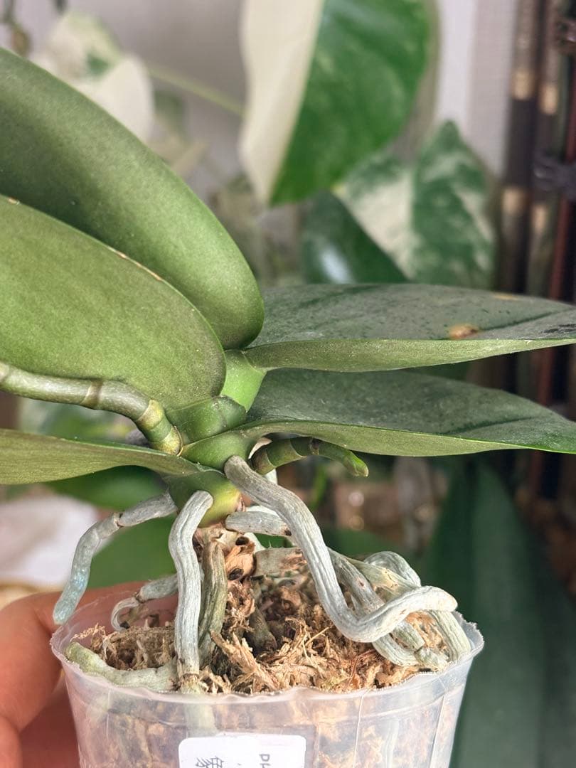 レア！強香原種交配種【ギガンテア × シレリアナ】 シレリアナ戻し 洋ラン 洋蘭