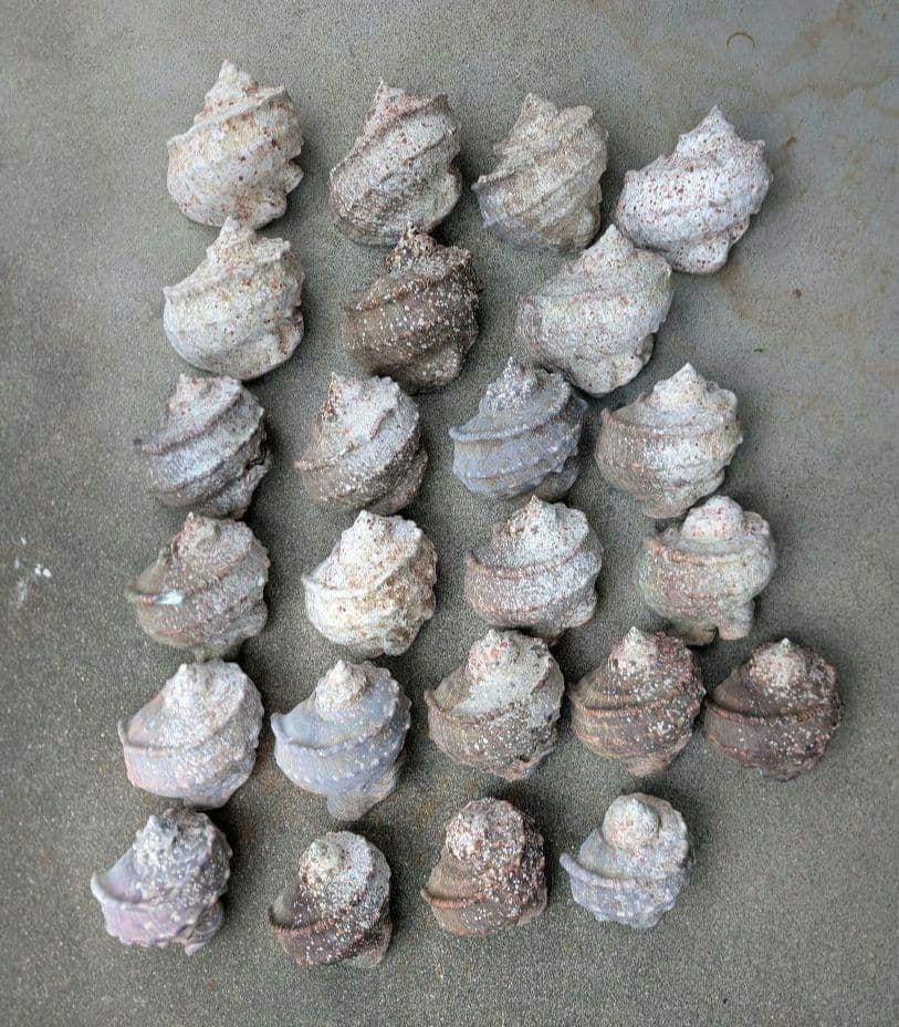 夜光貝24個セット400g〜900g約16kgまとめ売り