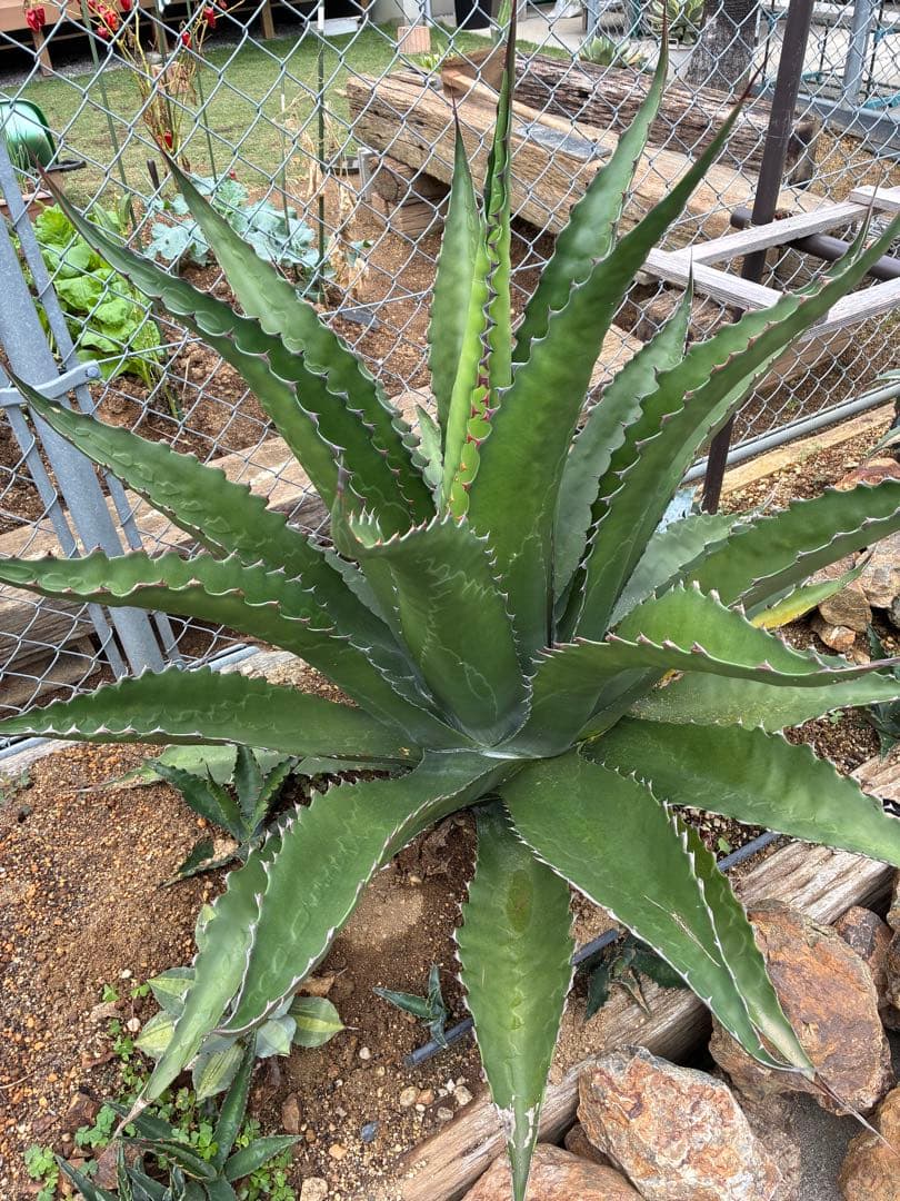 アガベ ジェントリージョーズ