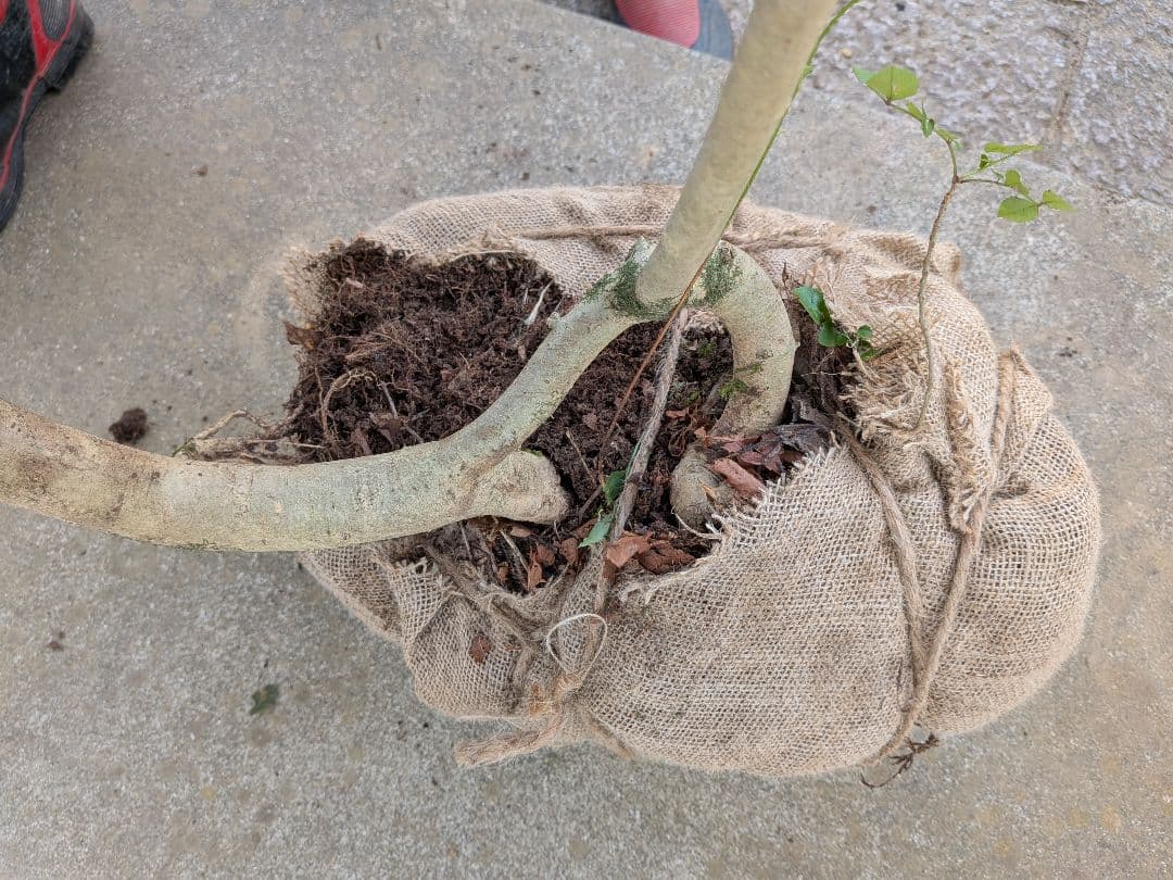 引き取り限定。4mの根上りアオダモ。