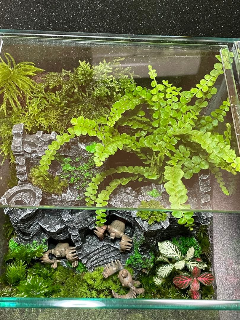 苔テラリウム　①