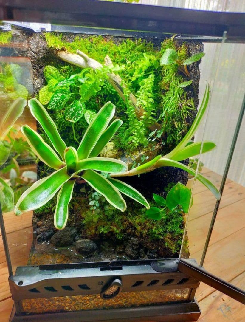 隠れ家付き、苔テラリウム飼育ケージ、グラステラリウムナノ