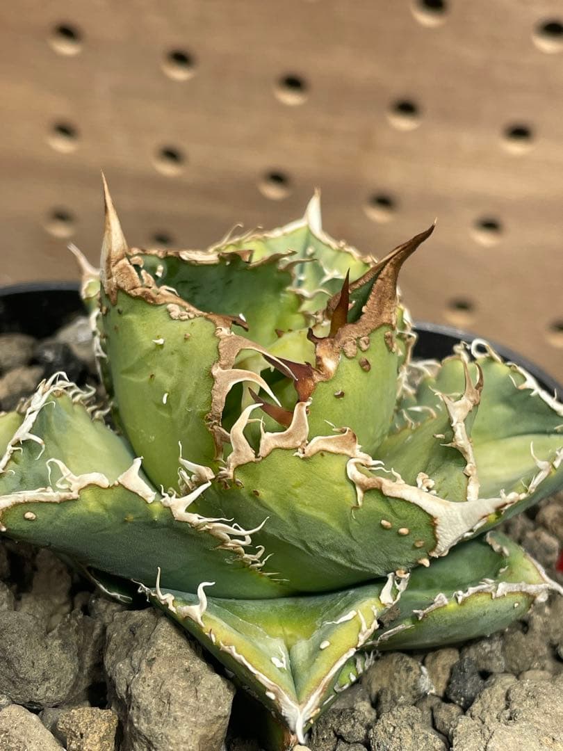 く*様 アガベ　チタノタ　冰雹　鉢のままメルカリ便発送