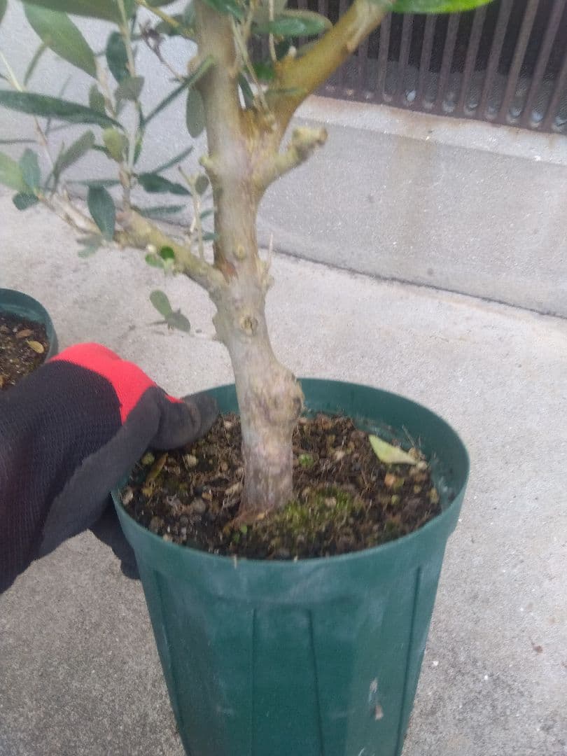 オリーブ　古木　盆栽　５号鉢つき　４鉢セット❗　　⑥