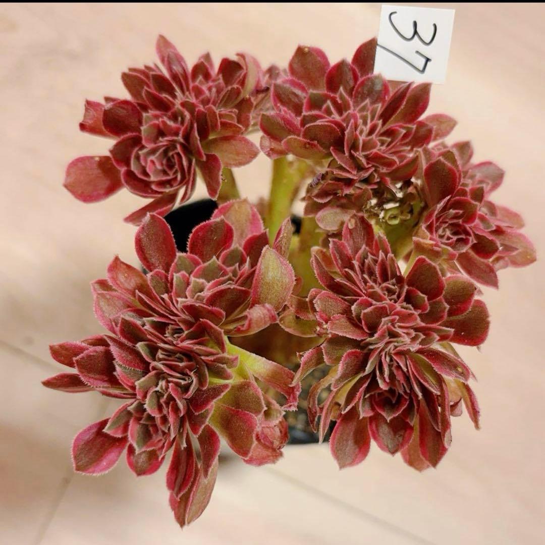 37#多肉植物アエオニウム錦❤️ピンクウィッチセッカ❤️14cm 拔き苗