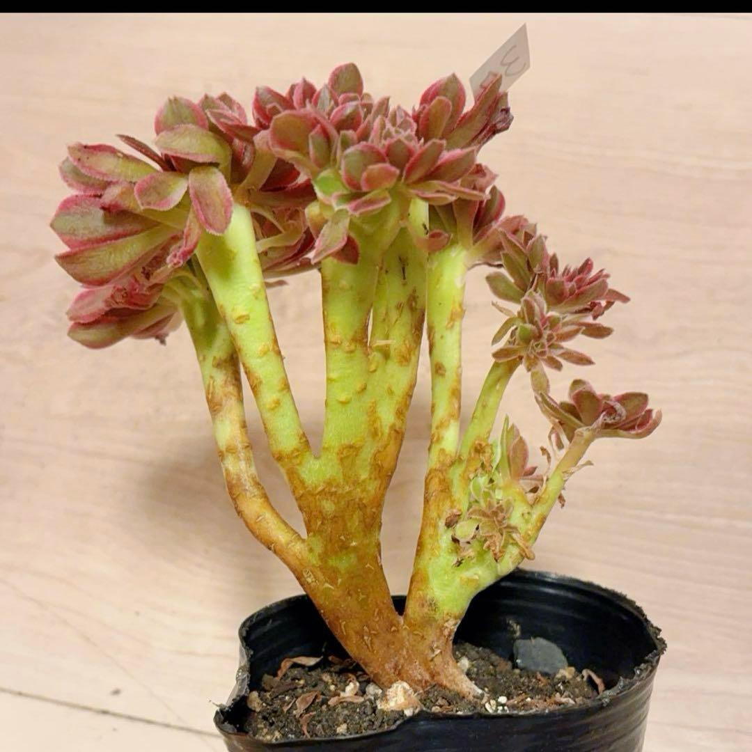 37#多肉植物アエオニウム錦❤️ピンクウィッチセッカ❤️14cm 拔き苗