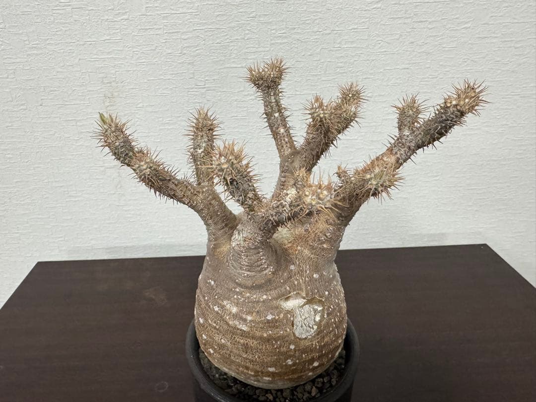 パキポディウム　グラキリス　⑦ 4年管理　　（検　アガベ　パキプス　チタノタ