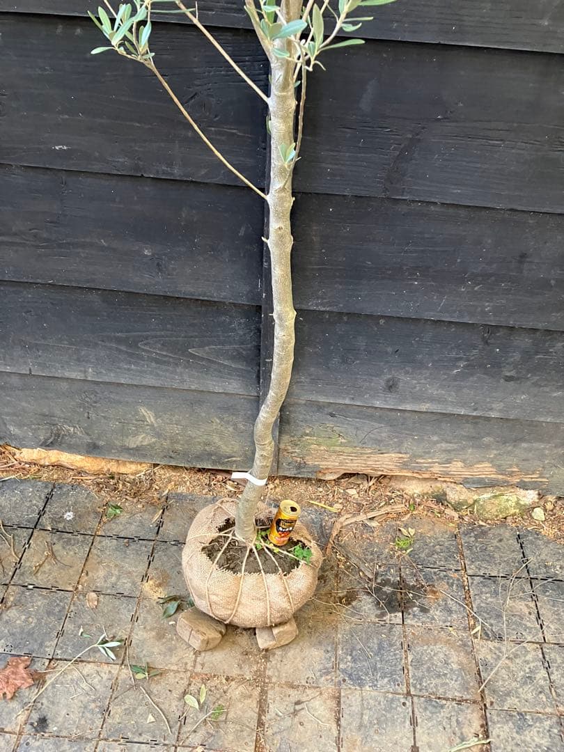 2 オリーブの木　シプレッシーノ