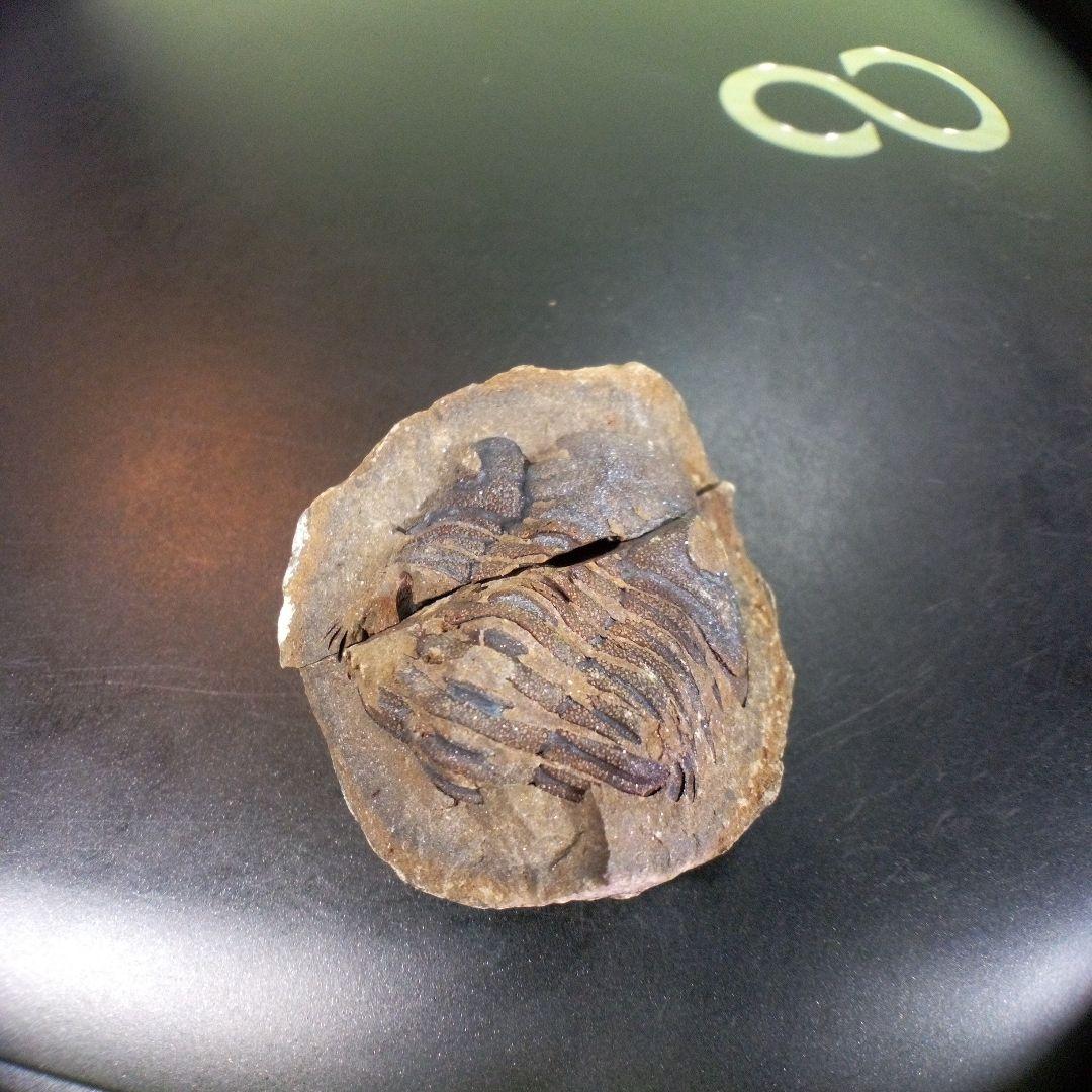 三葉虫　化石　fossil　ボリビア産　trilobite　三葉虫判別➁