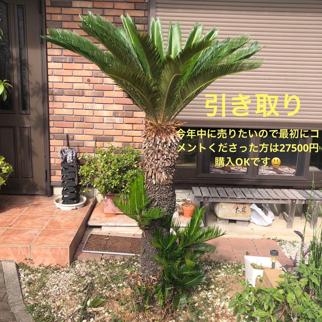 蘇轍　ソテツ　庭木 ガーデニング　地上から葉先までの長さ190㎝　☆早い者勝ち☆