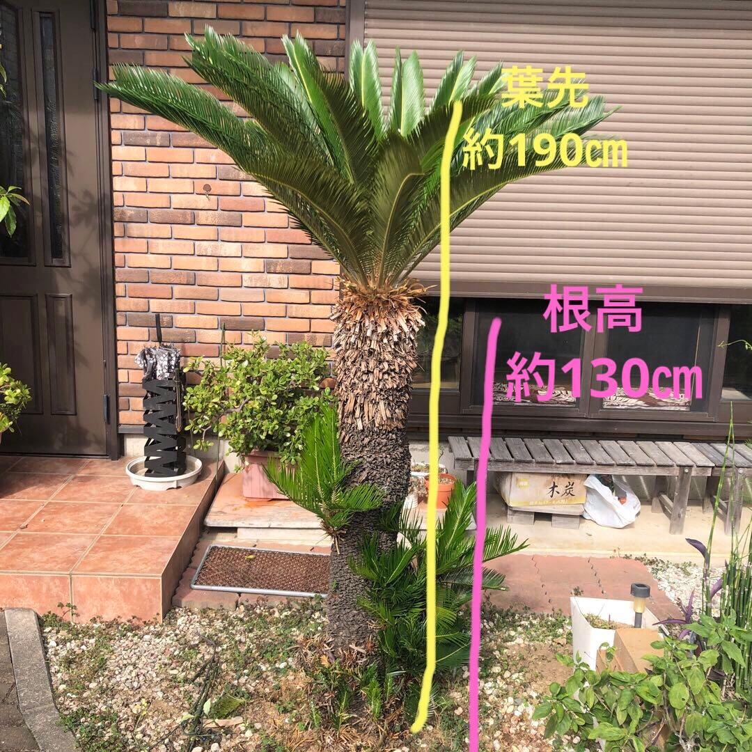 蘇轍　ソテツ　庭木 ガーデニング　地上から葉先までの長さ190㎝　☆早い者勝ち☆