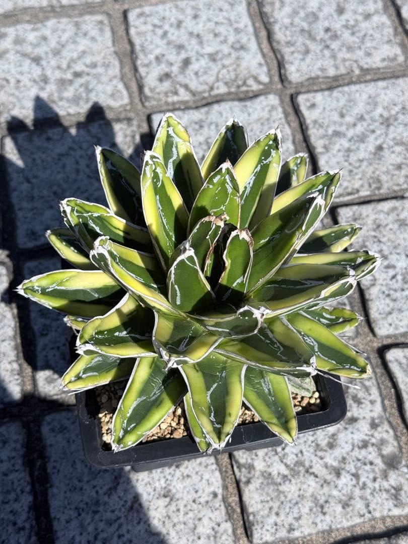 アガベ 笹の雪 輝山 台湾輸入 大株 極上