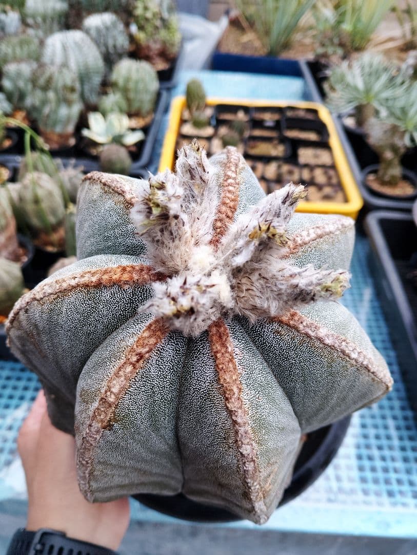 特大 古株 アストロフィツム ランポー 鸞鳳玉