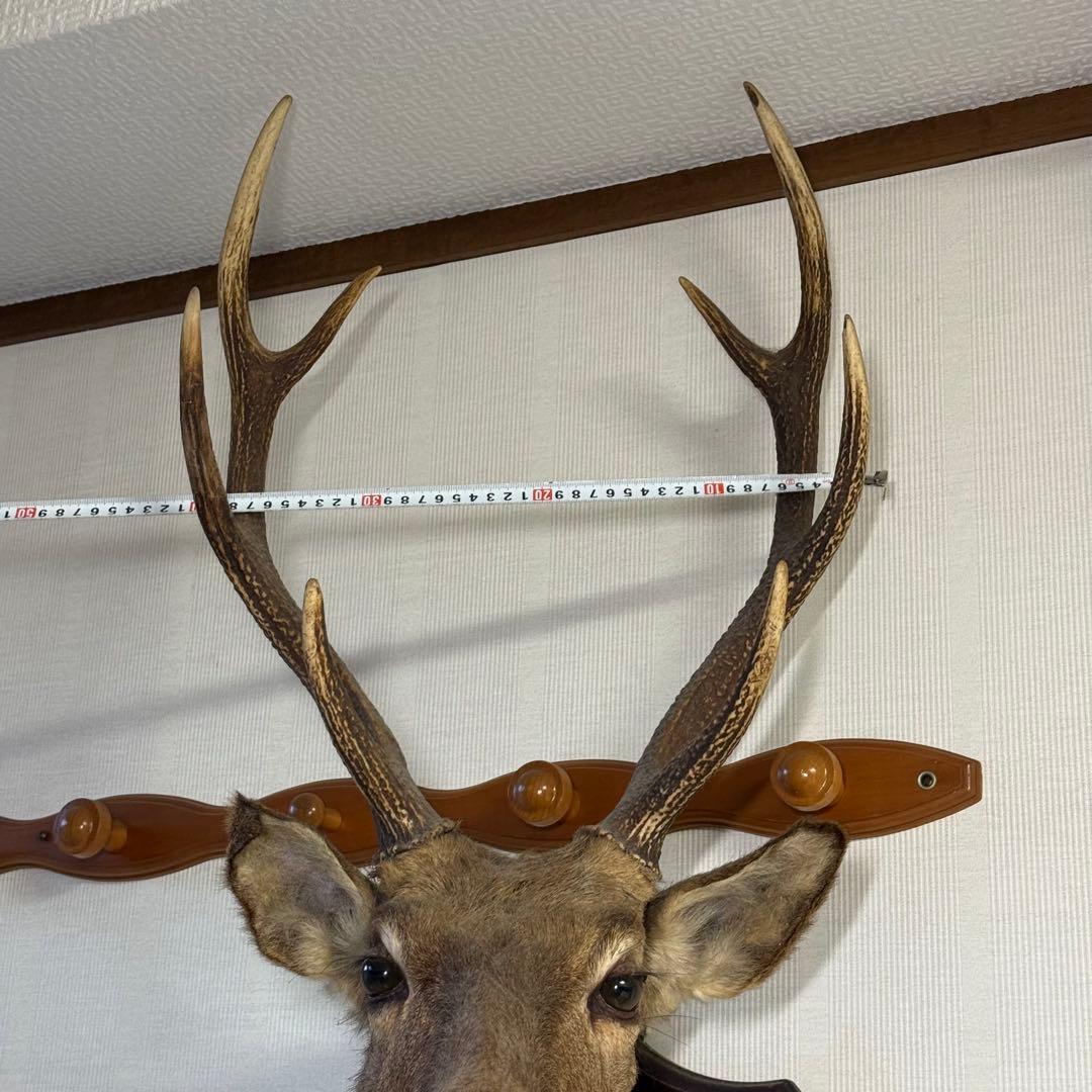 日本鹿 ニホンシカ② 伊豆半島 鹿角 剥製 壁掛け ハンティングトロフィー