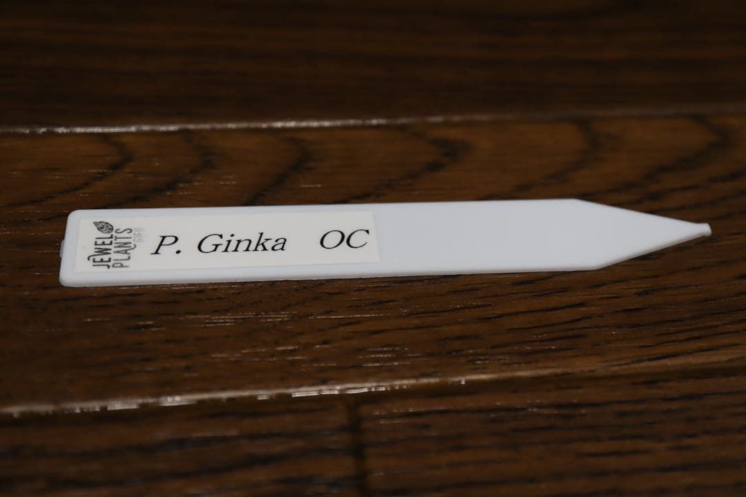 P.Ginka オリジナル株分 子株 OC ビカクシダ　①