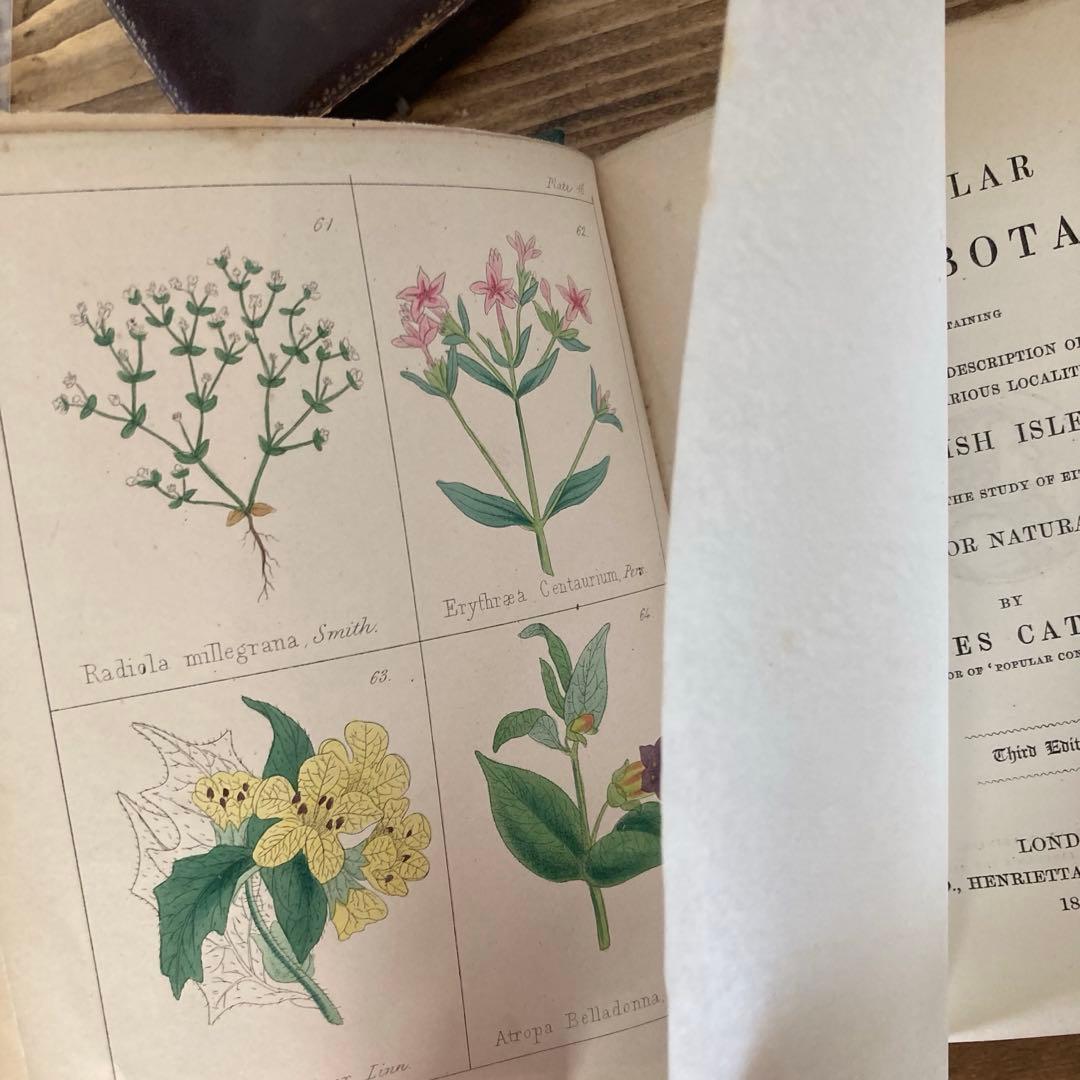 L833洋書古書 【1852年発行】大変希少なイギリスのアンティーク植物図鑑