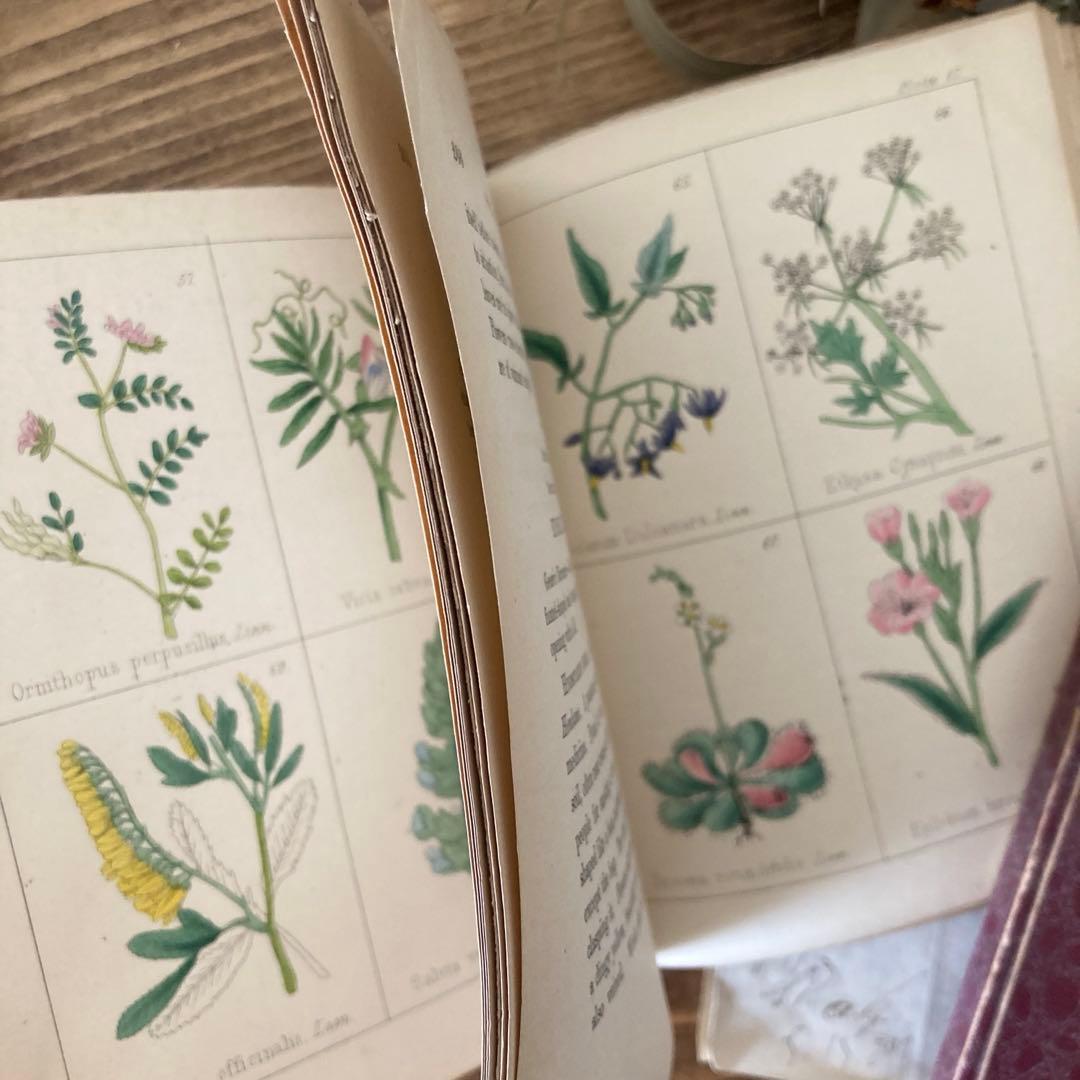 L833洋書古書 【1852年発行】大変希少なイギリスのアンティーク植物図鑑
