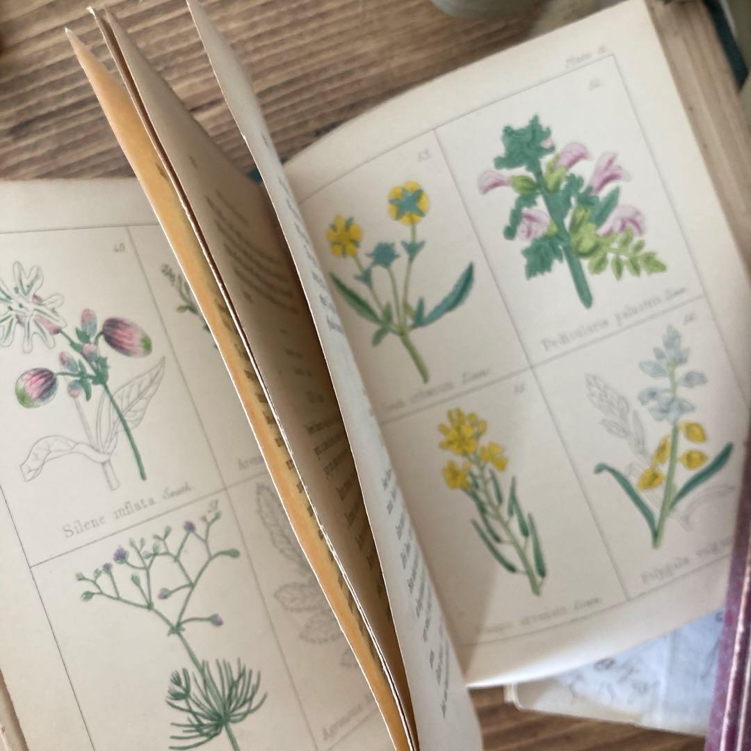 L833洋書古書 【1852年発行】大変希少なイギリスのアンティーク植物図鑑
