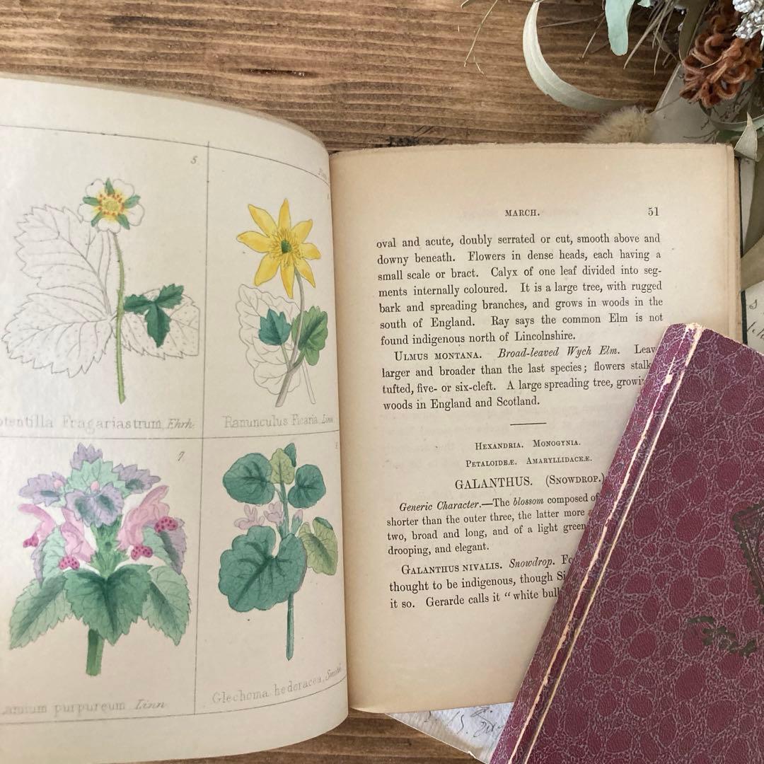 L833洋書古書 【1852年発行】大変希少なイギリスのアンティーク植物図鑑