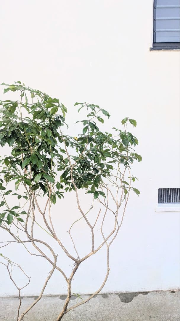 山採りアセビ株。