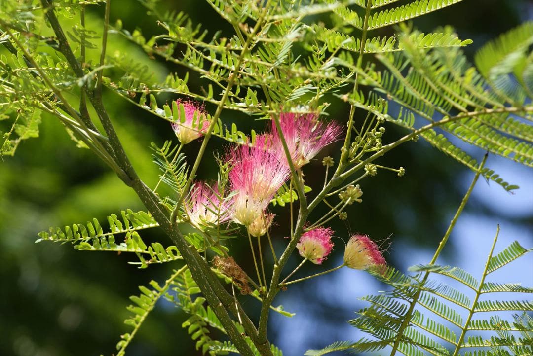 MINOLTA 　AF MACRO 100mm F2.8