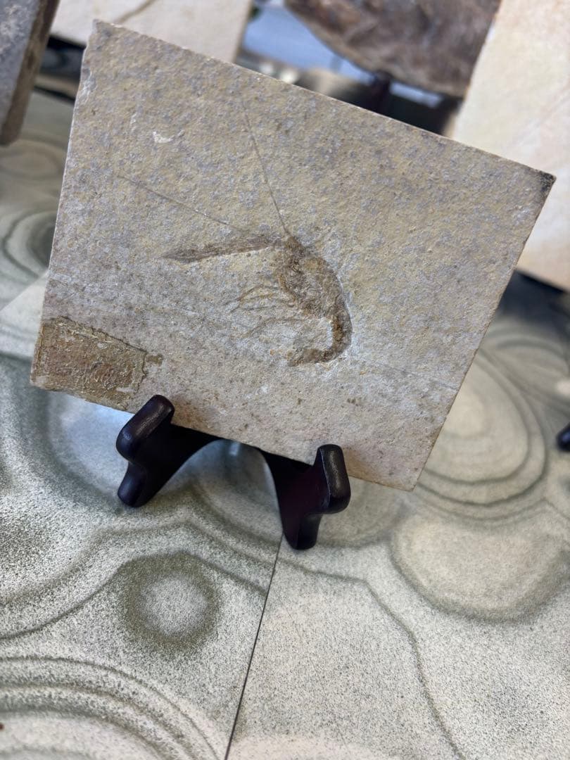 台付　エビ　魚　化石　鉱石　希少　インテリア