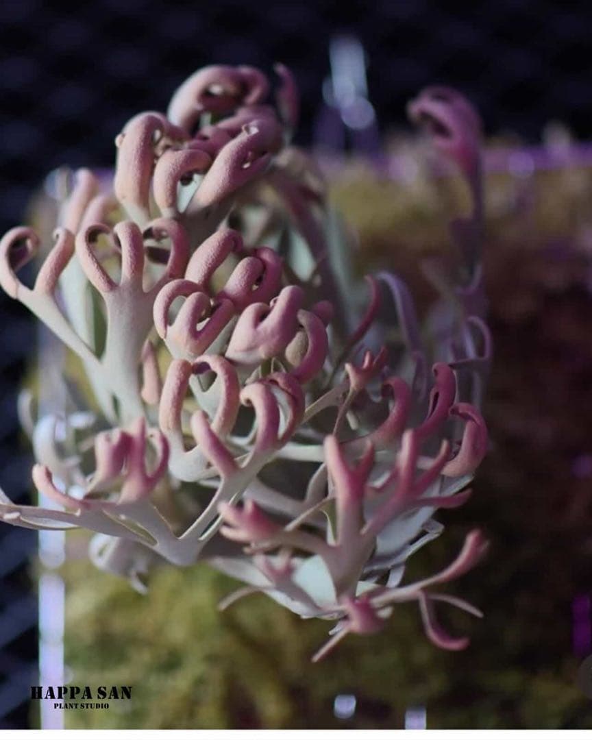 Celso×Yellow Moon×Dragon Claw Sporeling③