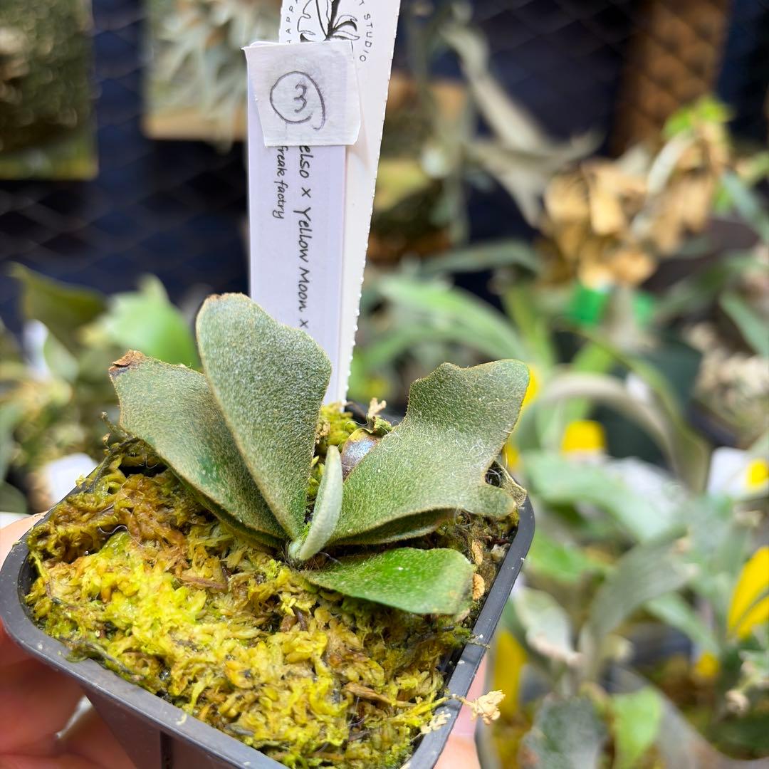 Celso×Yellow Moon×Dragon Claw Sporeling③