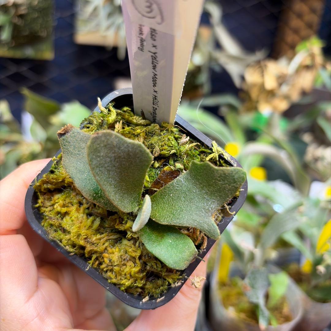 Celso×Yellow Moon×Dragon Claw Sporeling③