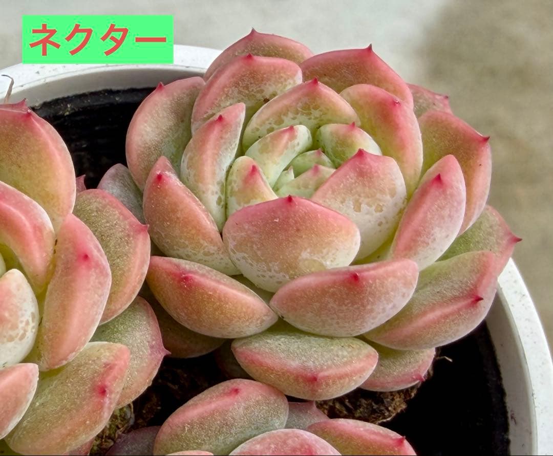 選べる！！プラグ苗(抜き苗) 多肉植物　ランダム発送