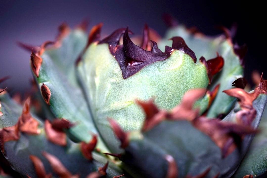 アガベ　チタノタ　プテラノドン　'翼竜'