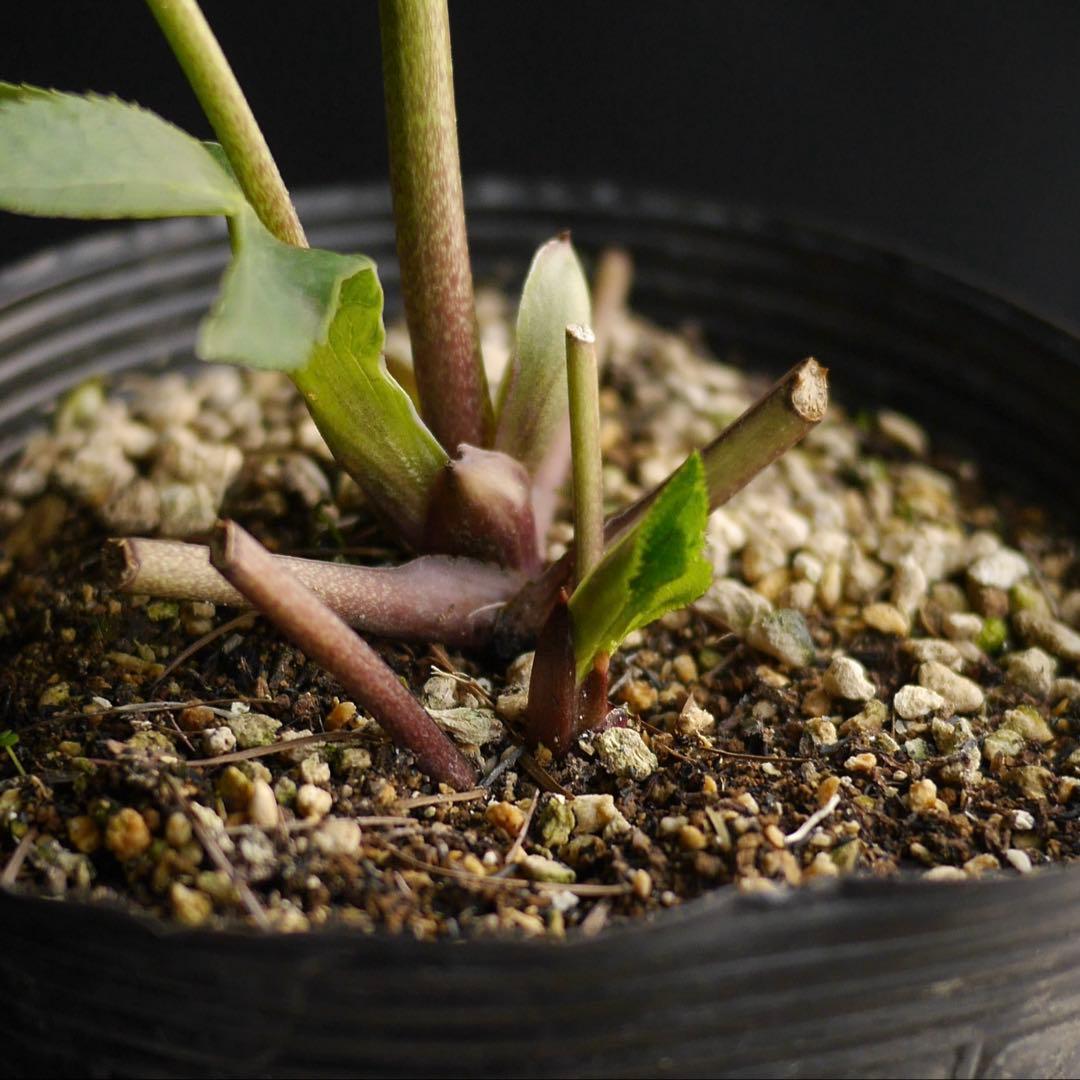 11335 深カップ縦ネク　ホワイトセミダブル　クリスマスローズ　開花株