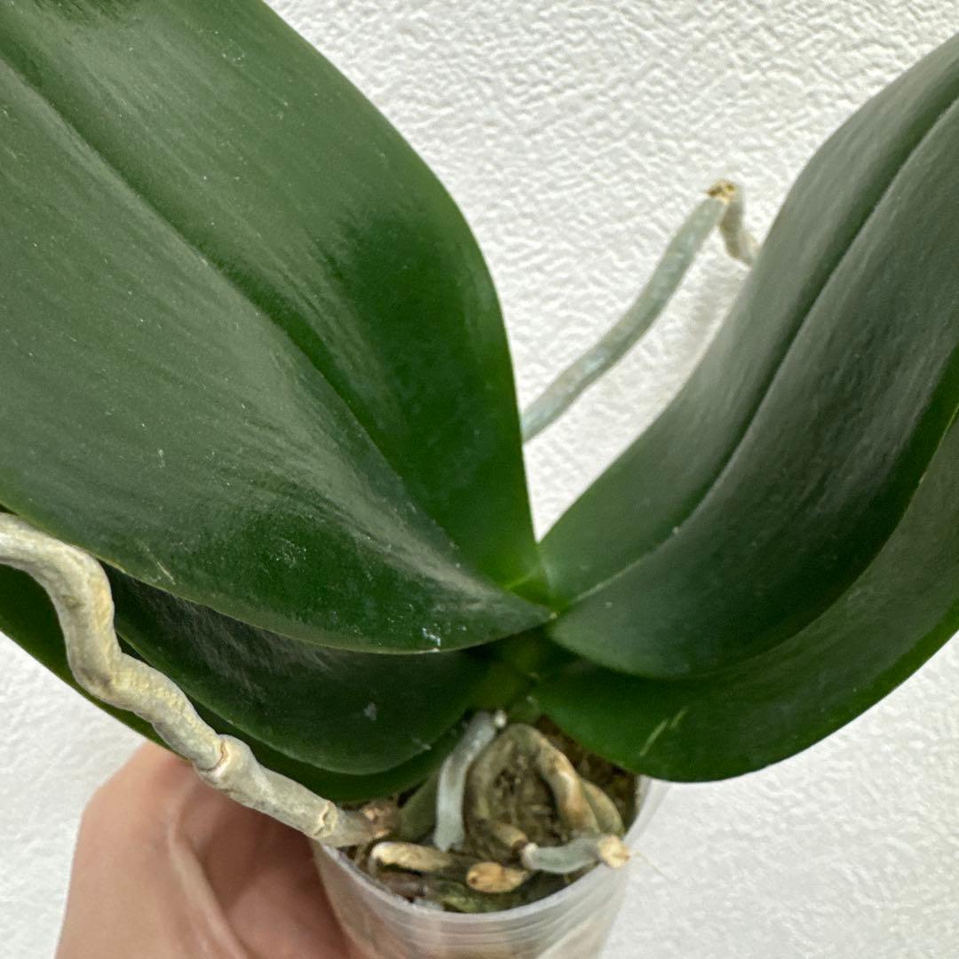 洋ラン洋蘭胡蝶蘭交配種コチョウラン Phal.Rea レア