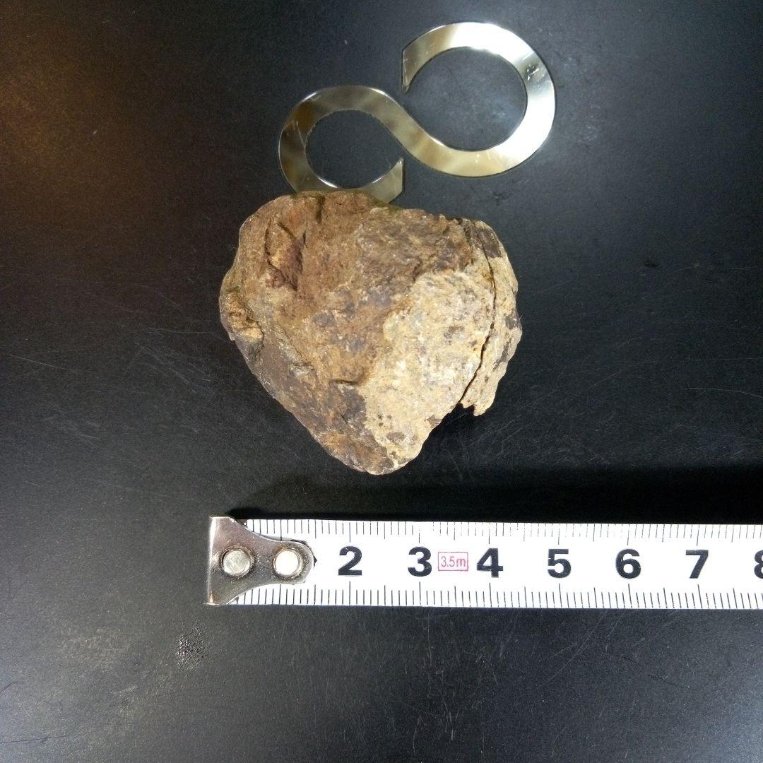 三葉虫　化石　ボリビア産　南アメリカ　trilobite　Bolivia三葉虫⑥