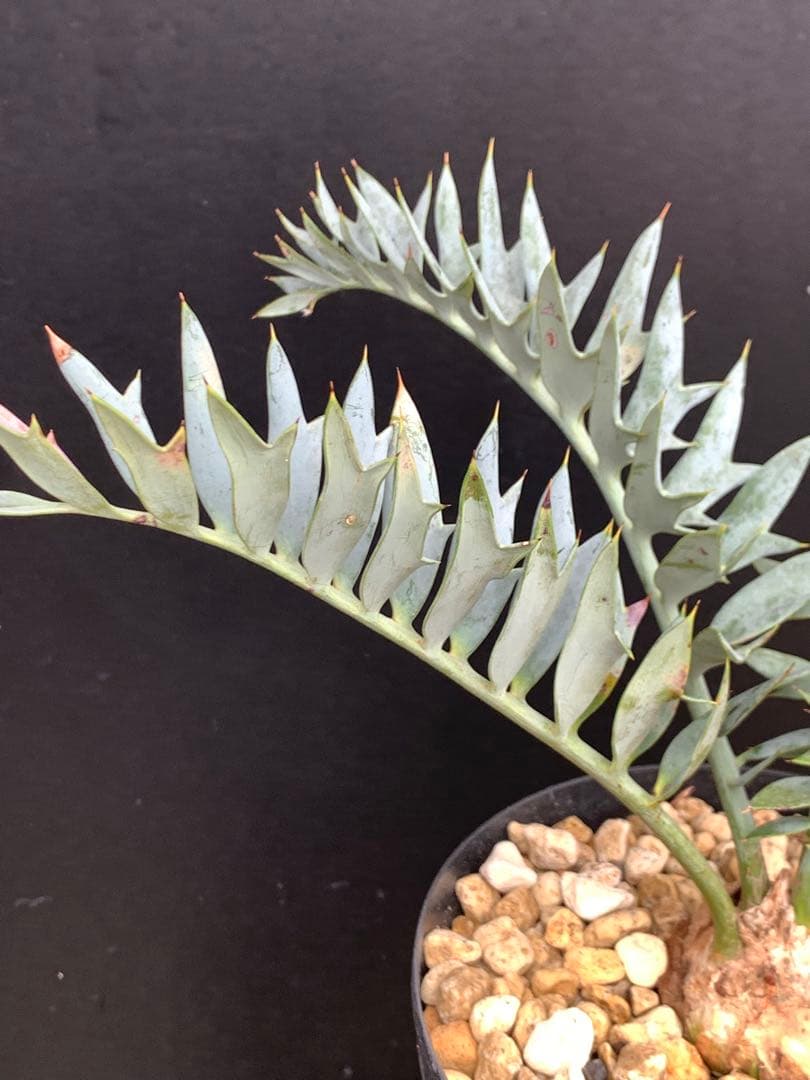 【葉性良】エンセファラルトス・ホリダス｜横張り強・シャープ葉・有望株No4-22