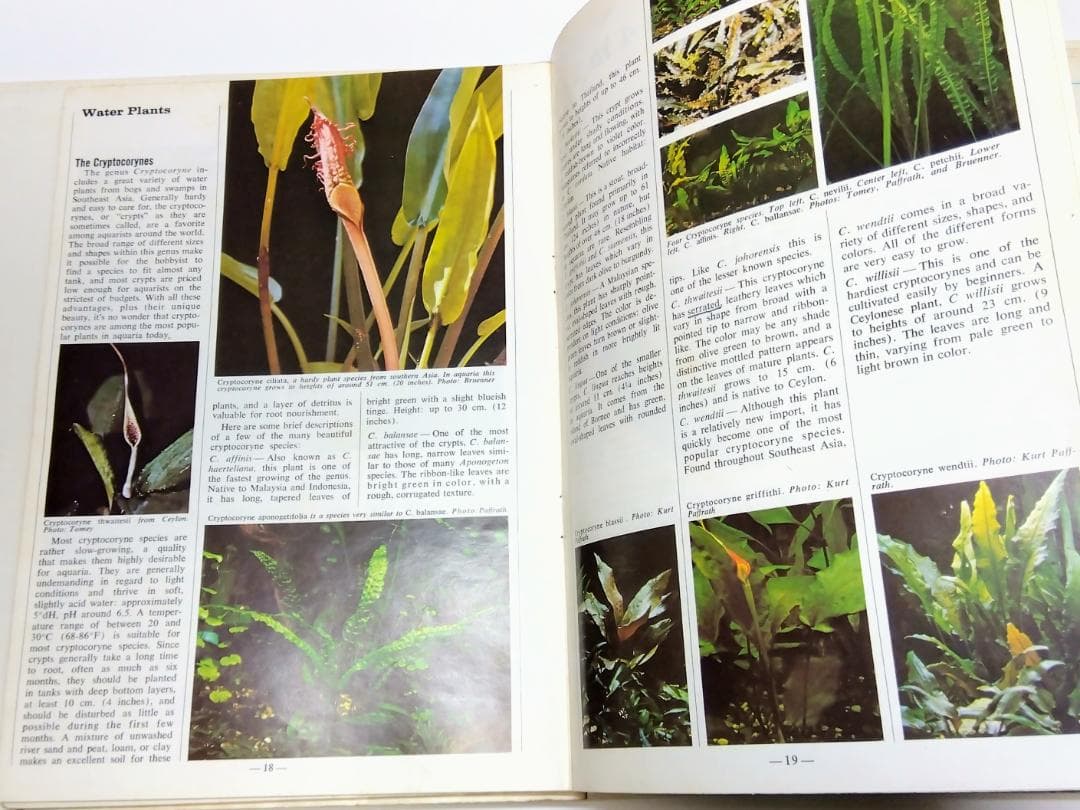 k*i様 希少古書 1972年～ テトラ 世界のアクアリウム情報誌 創刊号 No