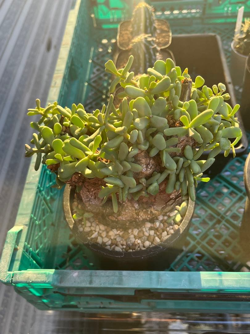 H ケラリアピグマエア 現地球 発根済み 鬼太激重塊根