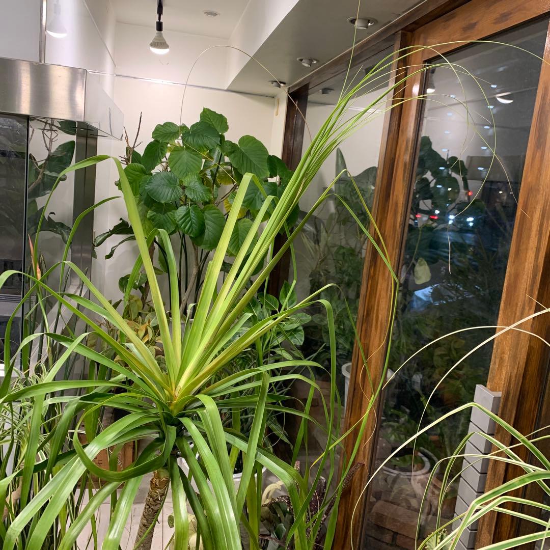 希少 斑入 トックリラン ノリナ ポニーテール 1