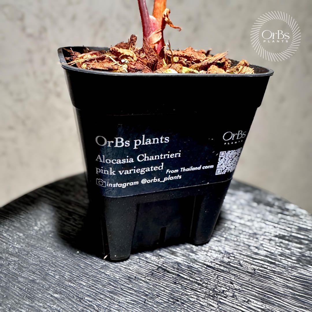 【極上ピンク斑】アロカシア シャントリエリ ピンク斑入り タイナーセリー血統株
