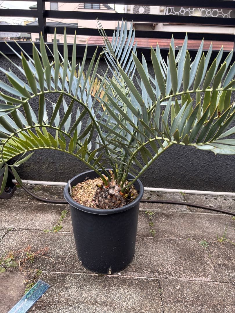 と*か様 エンセファラルトス　トリスピノーサス　直径12センチ　大株