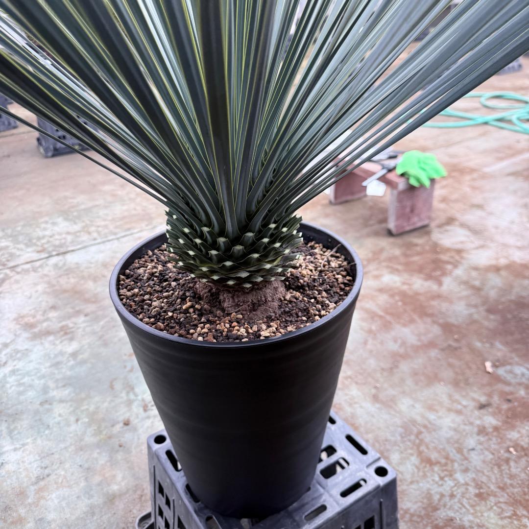 【AL1206】ユッカ　ロストラータ　ランチョブルー（品種名）