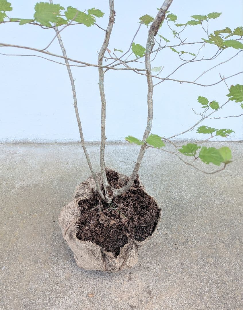 Kayoさま。山採りアズキナシ。